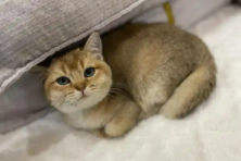 猫瘟的传染途径（猫咪得了猫瘟自救方法）