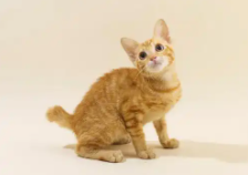 猫丢了如何快速找回（猫丢了派出所管吗）