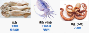 乌贼、鱿鱼和章鱼的区别是什么（乌贼和章鱼和鱿鱼的区别在哪）
