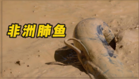 非洲肺鱼能长多大（非洲肺鱼是怎么回事）