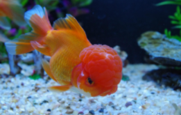 兰寿混养鱼最佳搭配（养兰寿需要24小时打氧吗）