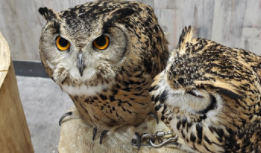 猫头鹰的种类（猫头鹰一共有多少种）