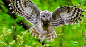 鸮是什么鸟类（猫头鹰古代叫什么）