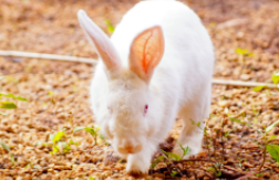 兔子吃兔粮会撑死么（一个月的兔子兔粮每天吃多少）