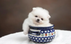 茶杯犬能养几年不会死（如何饲养茶杯犬）