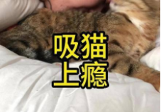 吸猫是什么意思?吸猫真的有危害吗?（如何吸猫）