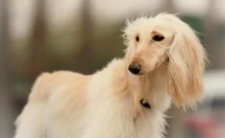 阿富汗猎犬品种（阿富汗猎犬原产地）