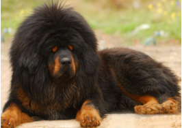 3吨巨型藏獒最大的藏獒（藏獒品种）