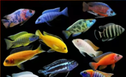 三湖慈鲷马鲷品种大全（三湖慈鲷漂亮排行）