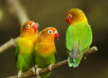 牡丹鹦鹉的是什么品种（牡丹鹦鹉怎么叫）