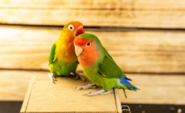 泡小米喂鹦鹉要泡多久（鹦鹉怎么喂食,一天几次）