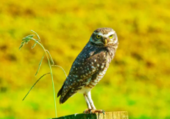 猫头鹰个性特征外在表现（猫头鹰的性格特点是什么）