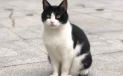 世界上智商最高的猫十大排名（世界上最聪明的猫前十名）