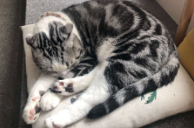 猫咪中毒迹象有哪些表现（猫咪中毒后最长活几天）