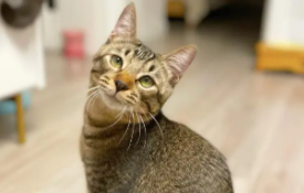 猫能训练到什么程度（猫咪能训练坐和握手吗）