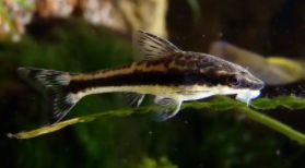 小精灵鱼吸鱼（小精灵鱼最低生存温度）