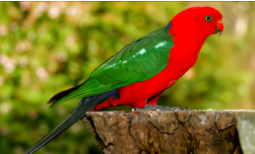 体型最大的鹦鹉叫什么（体积最大的鹦鹉是什么品种）