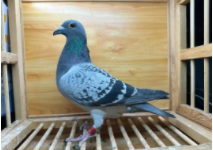 信鸽训放200公里几天能恢复（鸽子训放最迟几天回来）