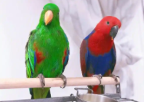 鸮鹦鹉的保护措施（折衷鹦鹉是保护动物吗）