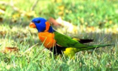 吸蜜鹦鹉鹿顶客和彩虹区别（彩虹吸蜜鹦鹉多少一只入手）