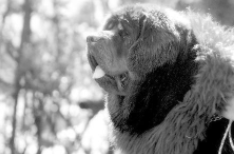 藏獒灰色多么（纯白色藏獒）