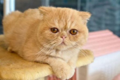 猫的特点和外貌描写（猫的全部特点有哪些）