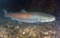 哲罗圭属于什么鱼（哲罗鲜鱼是什么品种）