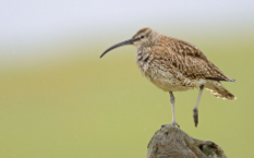 几维鸟象征什么（几维鸟有什么象征）