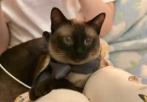 猫鼻头从黑变粉（暹罗猫猫咪黑鼻头变粉）