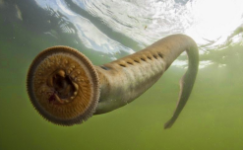 七鳃鳗属于什么科（变异七鳃鳗）