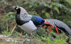 白腹锦鸡的外形特征（白腹锦鸡有多大）