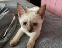 暹罗猫对陌生人亲近吗（我家猫对陌生人特别亲）