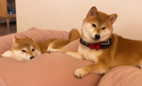 不掉毛的大型犬有哪些（最干净的大型犬）