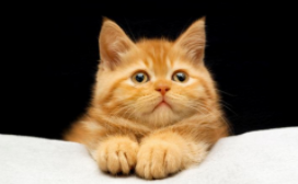 猫卡到鱼刺怎么办（猫咪被鱼刺卡一个月了没事吧）