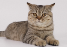 猫做绝育会恨主人吗（猫知道自己被阉了吗）