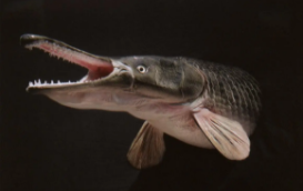 短吻雀鳝和鳄雀鳝（长吻雀鳝能吃吗）