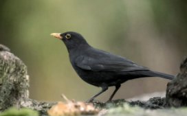 乌鸫和乌鸦是一种鸟吗（乌鸫鸟多少钱一只2023）