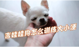 吉娃娃怎么训练大小便（吉娃娃爱主人的表现）