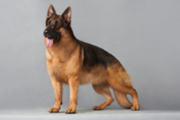 纯种德牧的7个特征（800与8000德牧的区别）