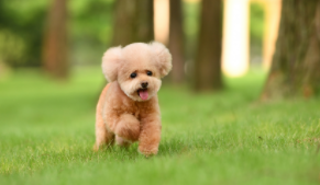 泰迪狗一般长多大体重（标准泰迪狗身材标准）