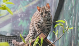 猫咪猫传腹的初期表现（猫传腹的征兆）