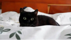 黑虎纹猫是稀有品种吗（全黑色的猫是什么品种）