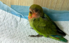 怎么判断鹦鹉有没有得鹦鹉热（养鹦鹉的人容易得什么病）