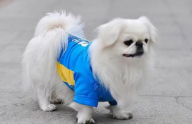 京巴咬主人（京巴会保护主人吗）