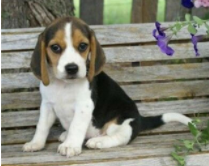 巴吉度犬纯种最高多少钱（巴吉度犬幼崽）