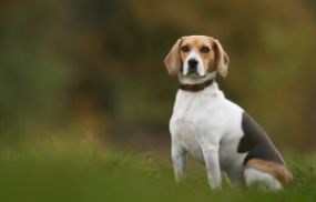 比格犬品相怎么看?教你如何看比格犬的品相（比格犬的性格特点有哪些）