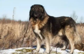 高加索有几个颜色（高加索有白色的吗）