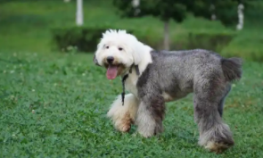 古牧犬聪明吗?（古牧好养吗）