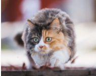 猫艾滋病是怎么引起的（艾滋病阻断药）