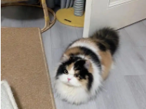 不同品种的长毛猫的毛发颜色（三花猫是什么品种）